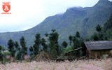 Ngất ngây với cánh đồng hoa tam giác mạch ở Hà Giang